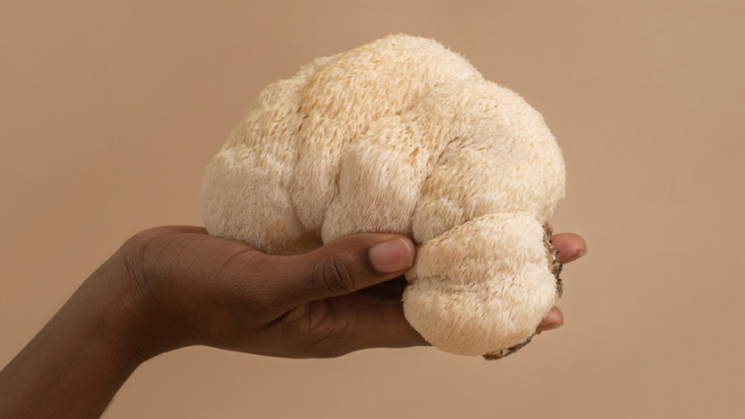 Ingredient Spotlight: Lion’s Mane Mushroom